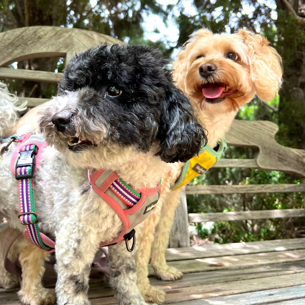 Pika and Mew: More Than Just Our Furry Mascots