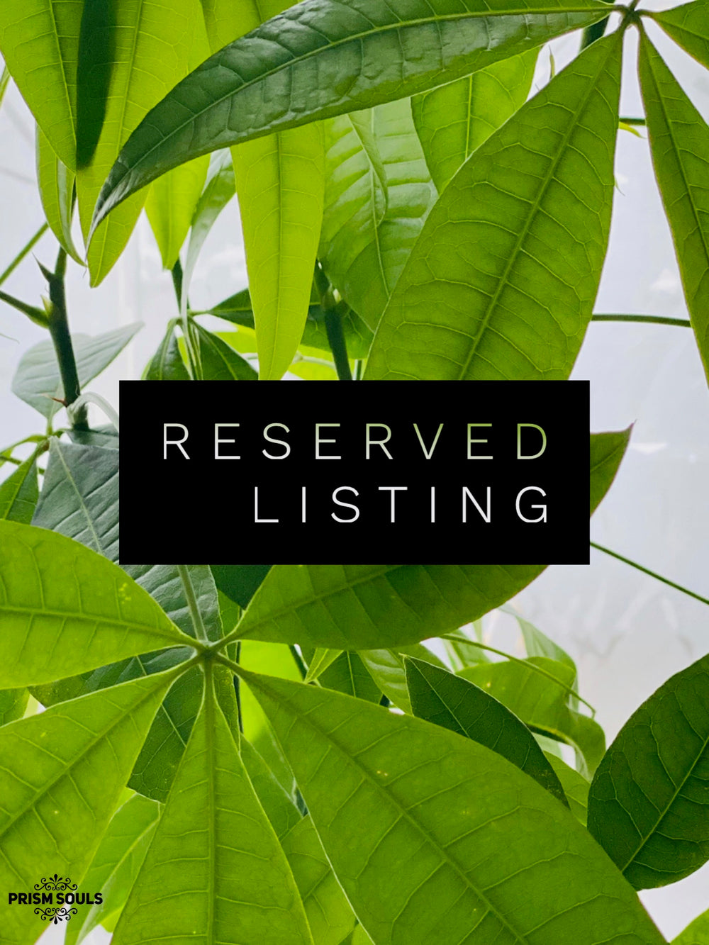 RESERVED LISTING - viv