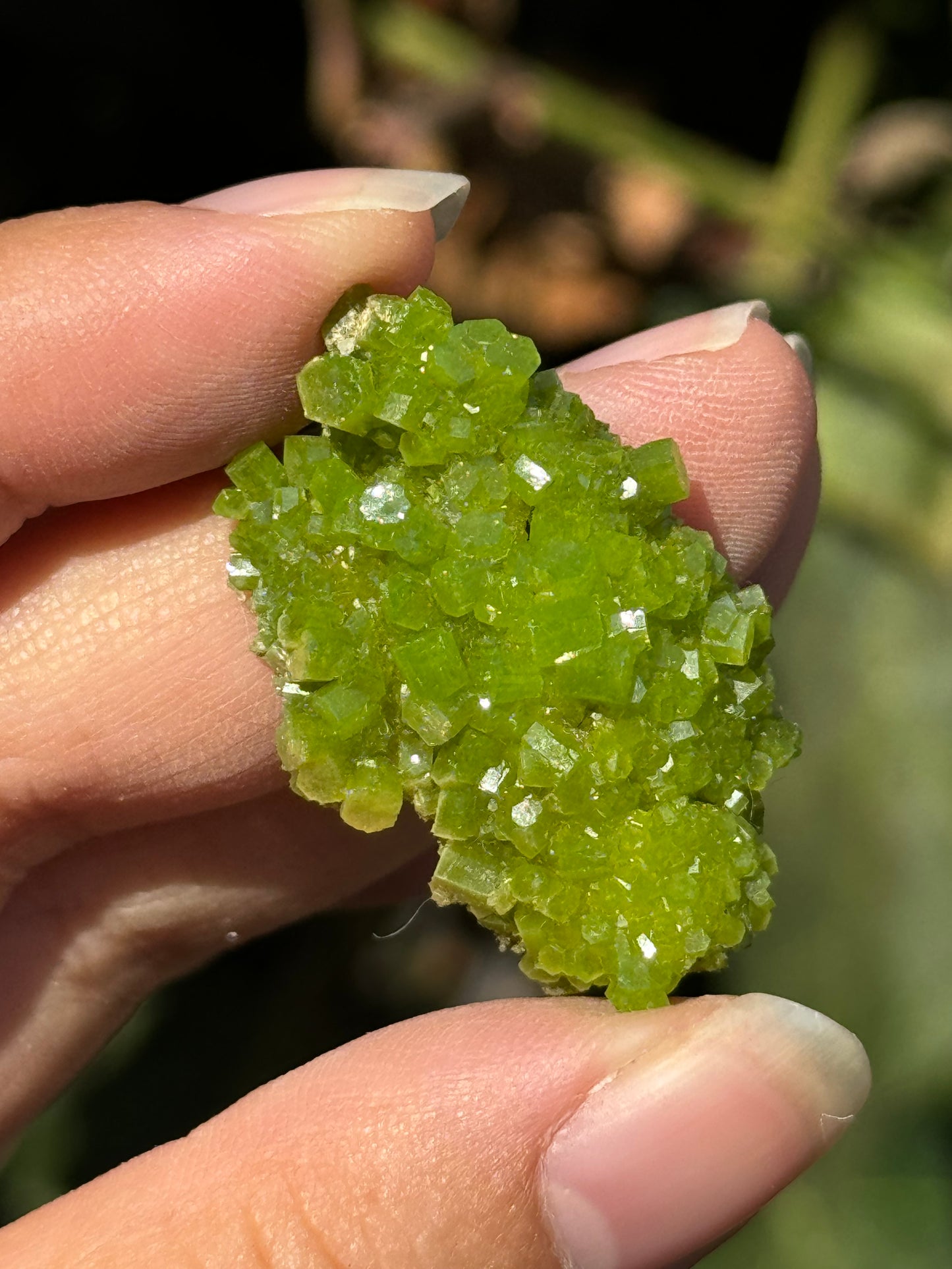 
                  
                    RESERVED LISTING - thegardeninggangsta
                  
                