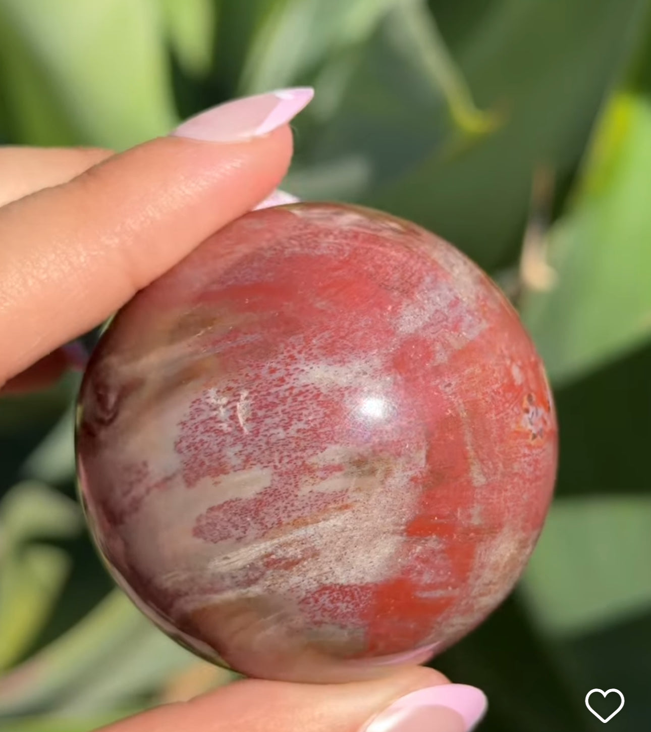 
                  
                    RESERVED LISTING - venusobscura
                  
                