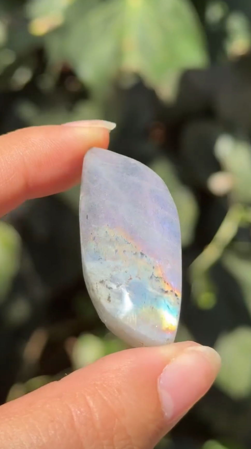 
                  
                    2/3 RESERVED LISTING - angeliqvixen_
                  
                