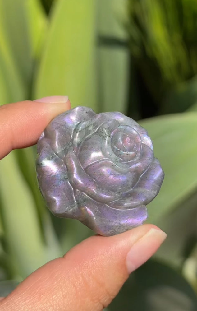 
                  
                    1/2 RESERVED LISTING - angeliqvixen_
                  
                